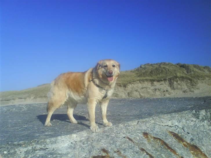 Labrador retriever Lulu <3  billede 12