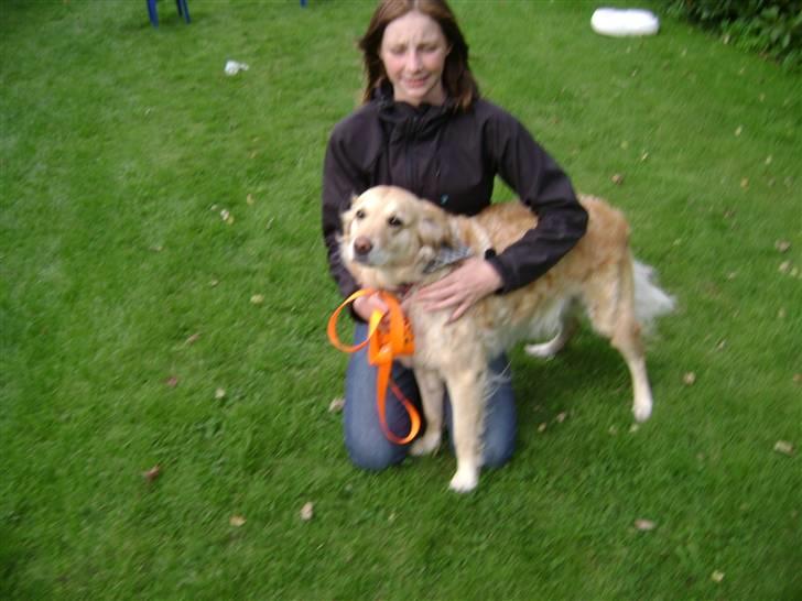 Labrador retriever Lulu <3  billede 13