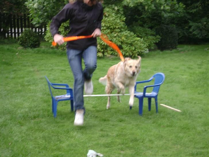 Labrador retriever Lulu <3  billede 14