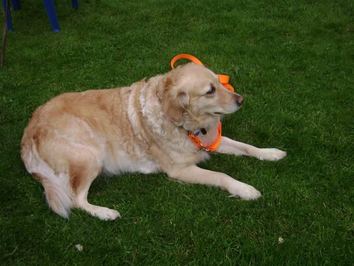 Labrador retriever Lulu <3  billede 15