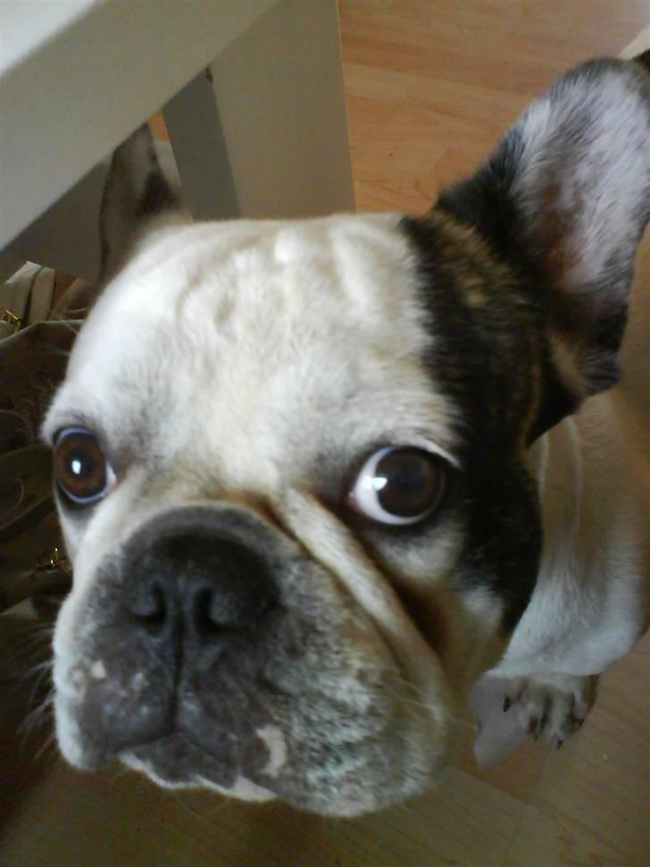 Fransk bulldog Frykas Baflo (FIGHTER) - Ser jeg ikke uskyldig ud.......... :D billede 20