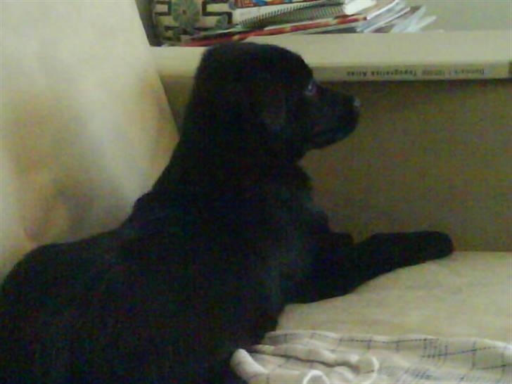 Blanding af racer Nala billede 5