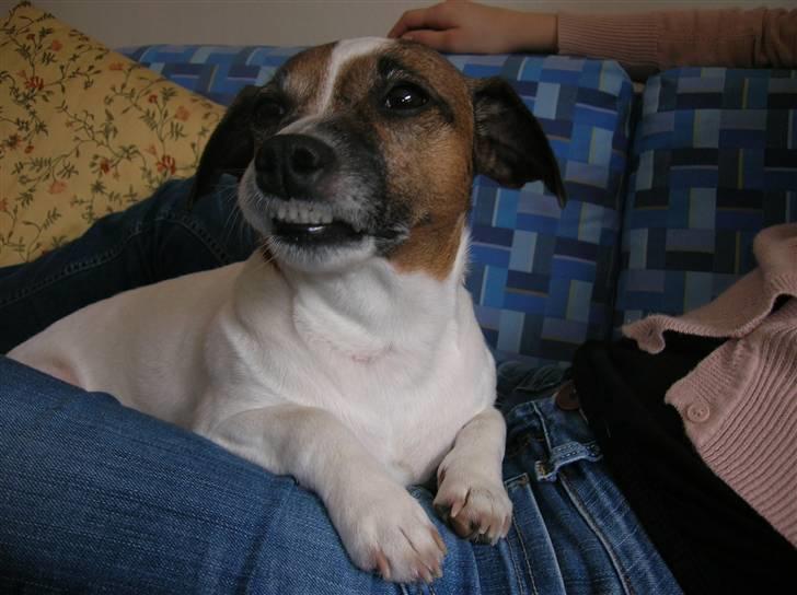 Jack russell terrier Scarlett - Scarlett billede 1