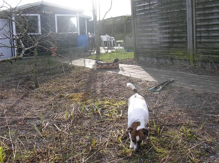 Jack russell terrier Scarlett - På opdagelse i kolonihaven billede 3