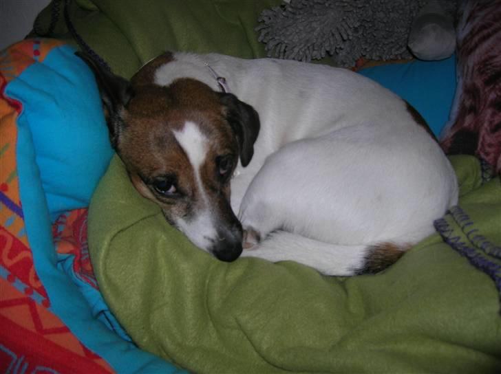 Jack russell terrier Scarlett billede 4