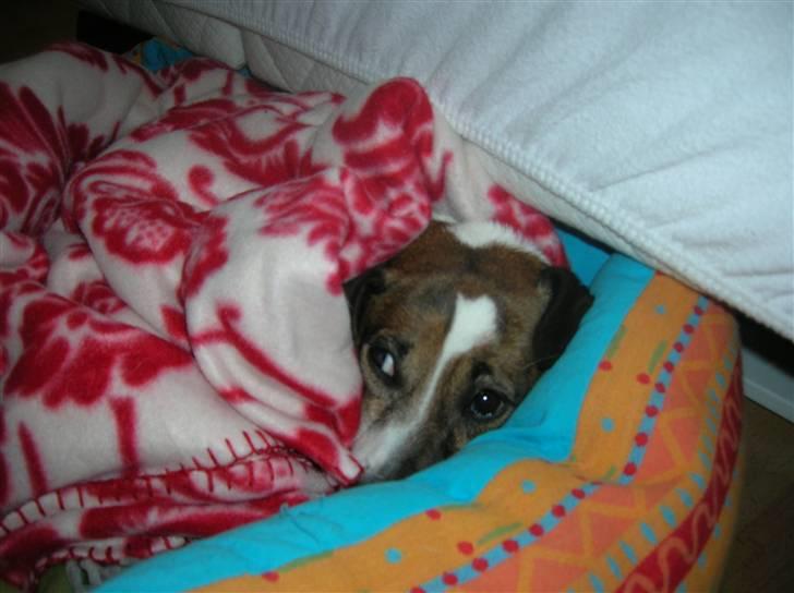 Jack russell terrier Scarlett - Jeg har en off-dag billede 5