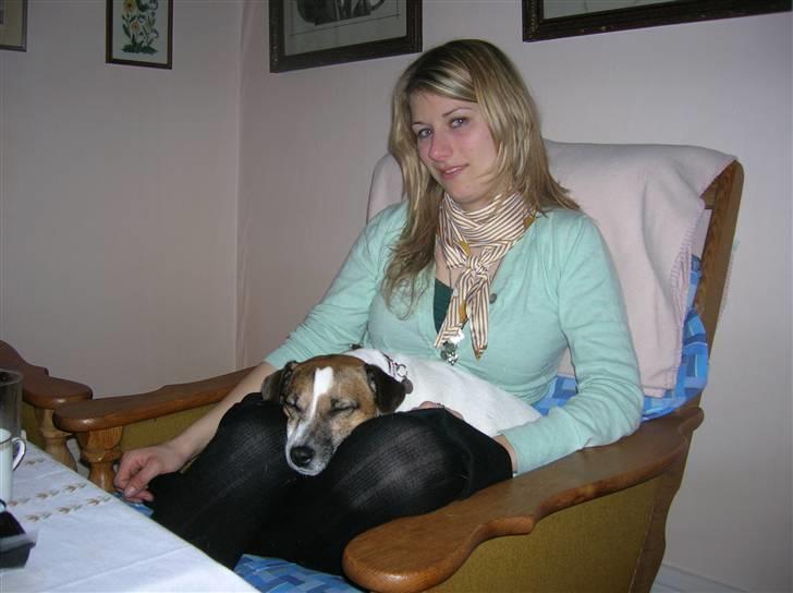 Jack russell terrier Scarlett billede 6