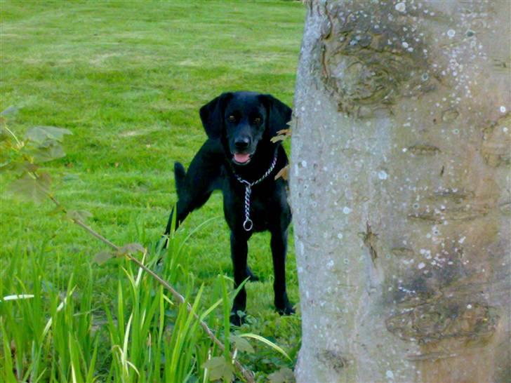 Labrador retriever Bamse <3 R.I.P  - Det er min mor billede 7