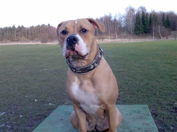 Amerikansk bulldog Baily billede 11