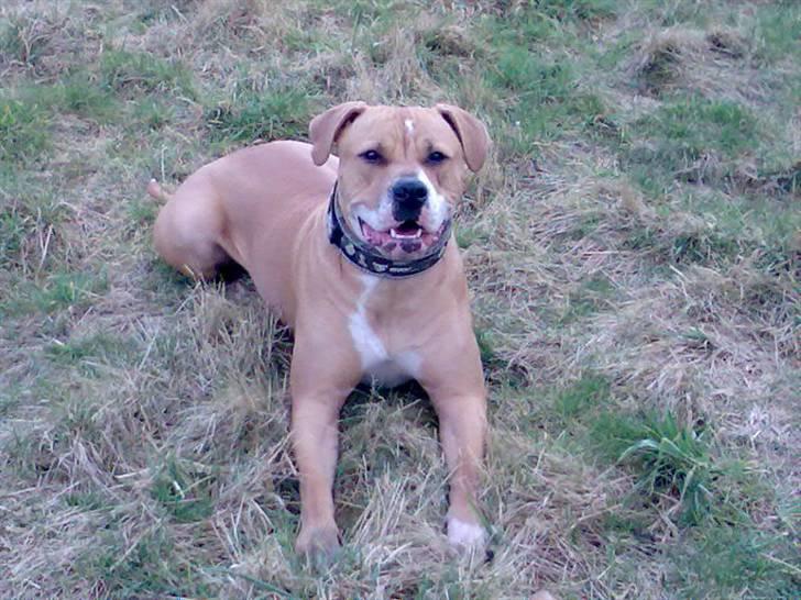 Amerikansk bulldog Baily billede 12