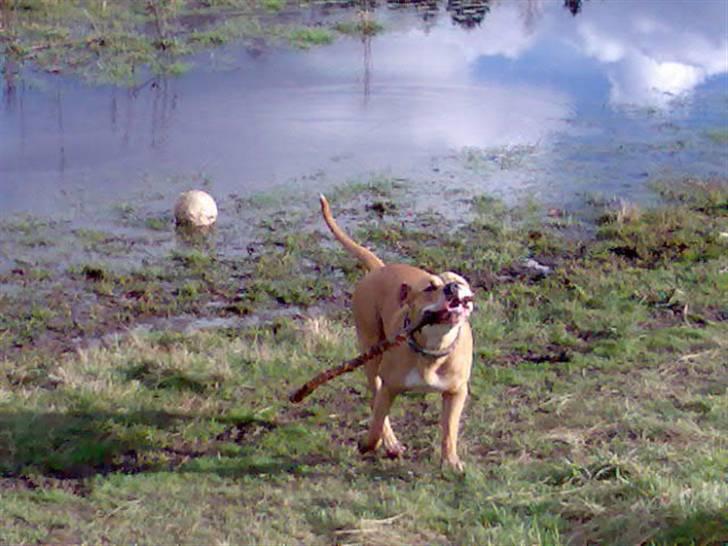 Amerikansk bulldog Baily billede 13