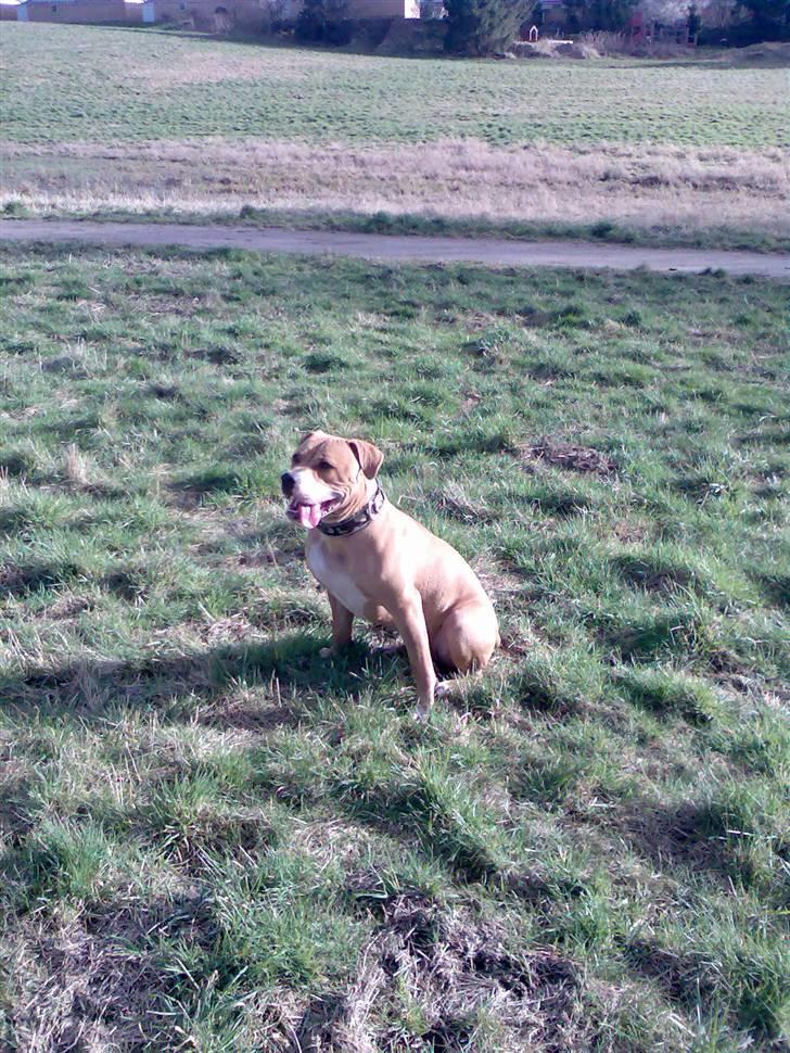 Amerikansk bulldog Baily billede 14