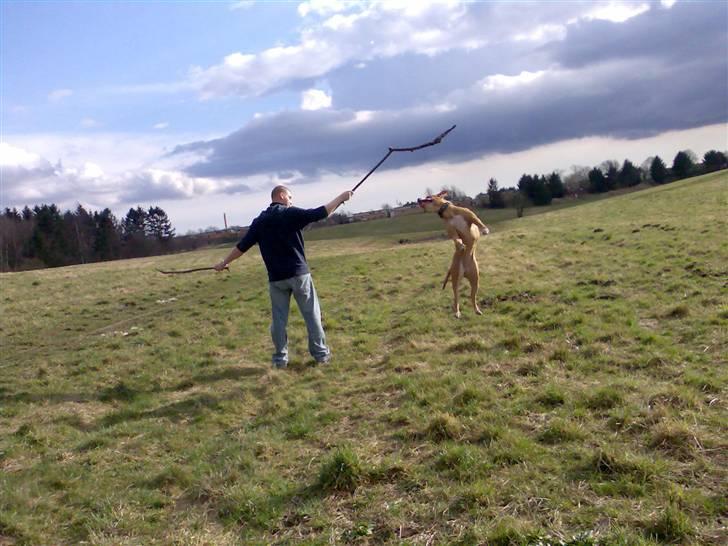 Amerikansk bulldog Baily billede 15