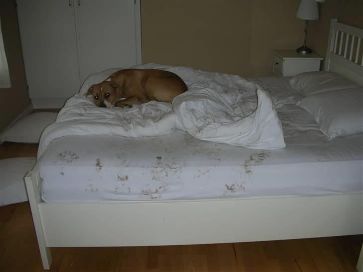 Amerikansk bulldog Baily billede 16