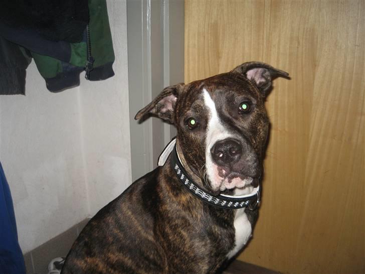 Amerikansk staffordshire terrier Chilli :) - Heii jeg hedder Chilli :) billede 1
