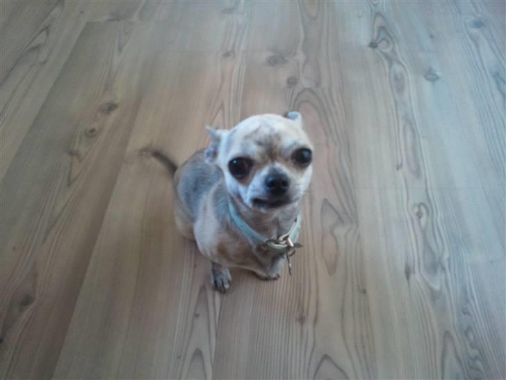 Chihuahua Pino R.I.P billede 3