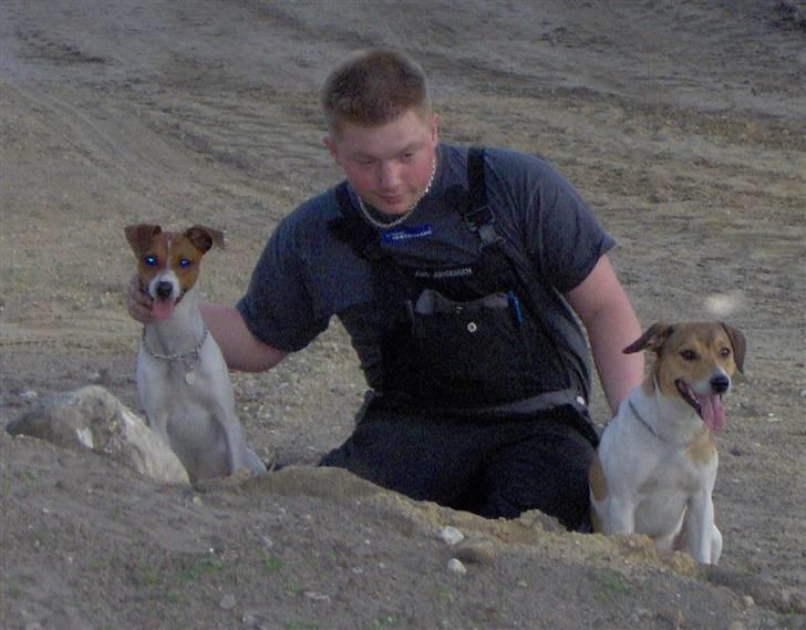 Dansk svensk gaardhund Bølle - Mig, min far og min ven Ozzy. (Bølle til venstre) billede 16