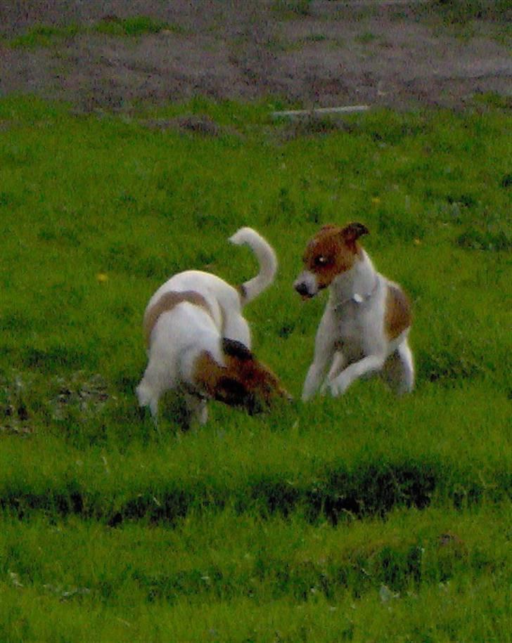 Dansk svensk gaardhund Bølle - Kom nu Ozzy. Giv mig nu en chance! (Bølle til højre) billede 17