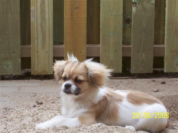 Tibetansk spaniel Sweetie (Mor til 4) - Jeg er rigtig god til at se sød ud. Men man skal vel også passe til sit navn. billede 6