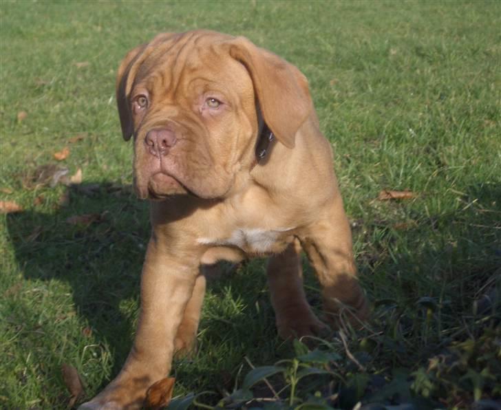 Dogue de bordeaux  Junker R.I.P.  22/12-09  billede 7