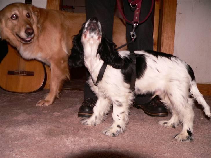 Cocker spaniel chikko billede 18