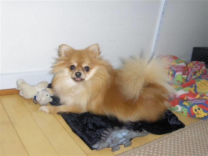 Pomeranian nuller billede 1