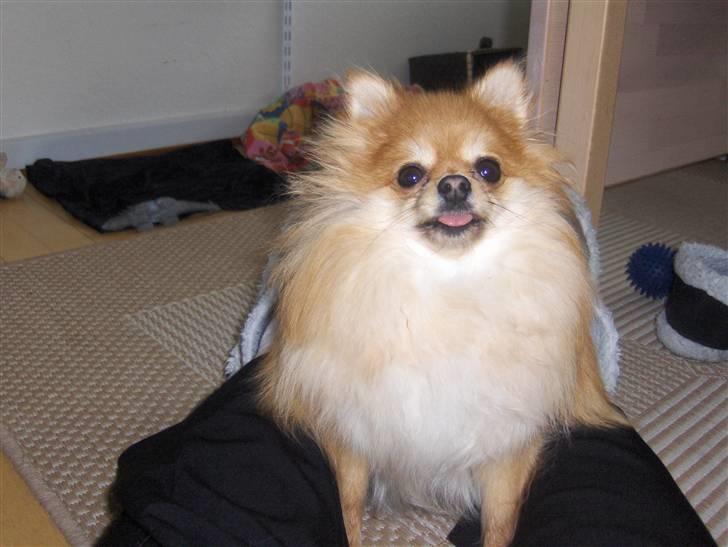 Pomeranian nuller billede 2