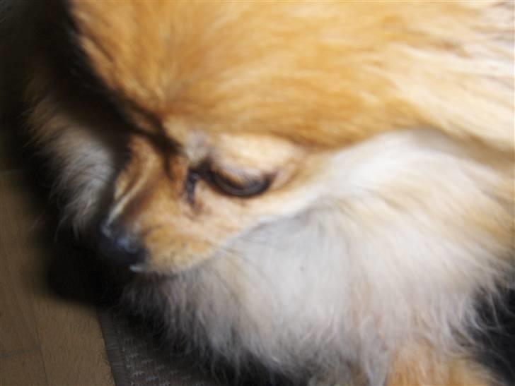 Pomeranian nuller billede 3
