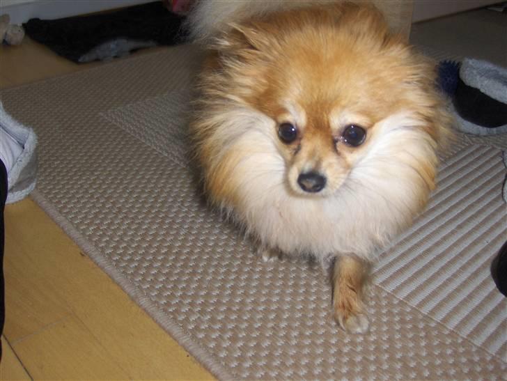 Pomeranian nuller billede 4