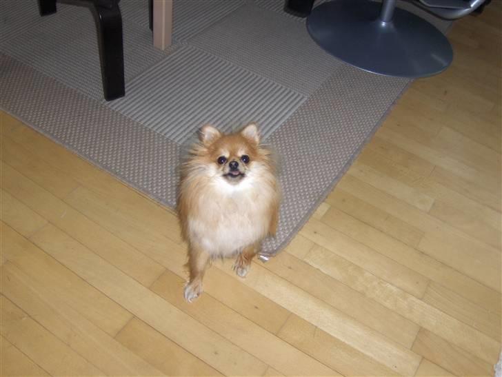 Pomeranian nuller billede 5