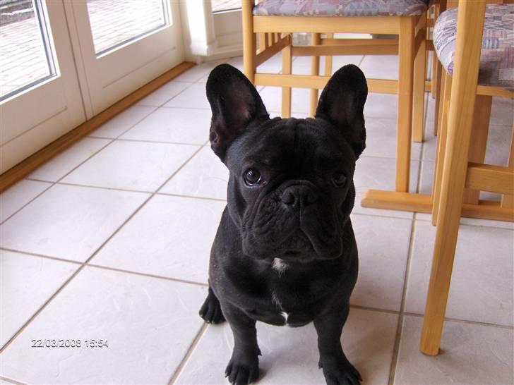 Fransk bulldog figo billede 16