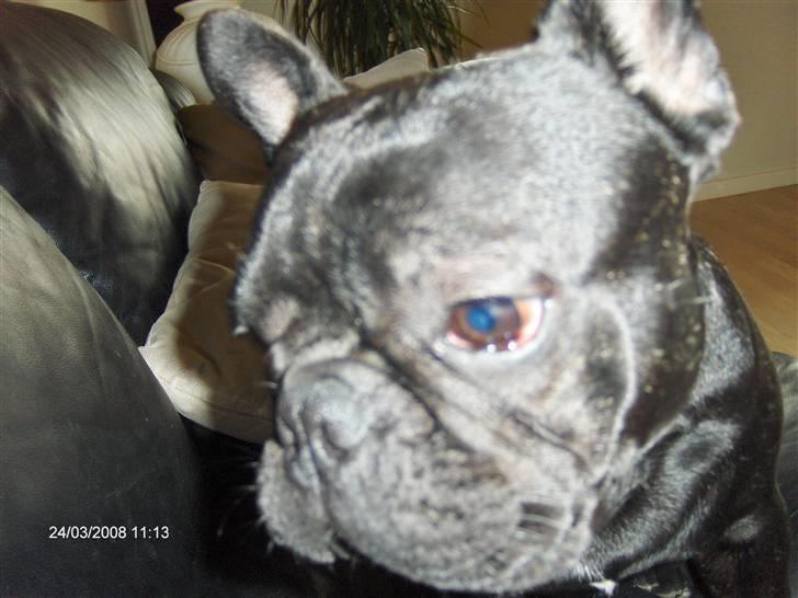 Fransk bulldog figo billede 17