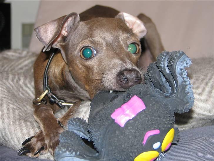 Italiensk mynde Cianna - Cianna, med hendes legetøj der bliver kaldt spidermaan;b billede 1