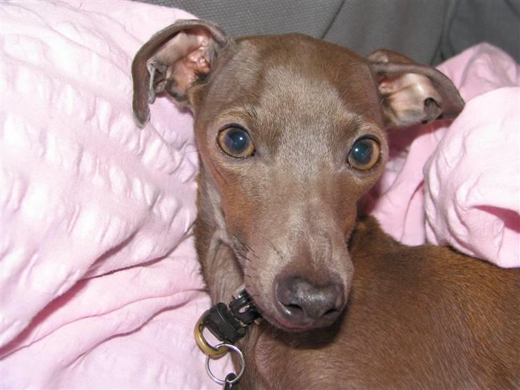 Italiensk mynde Cianna - Cianna som lige er vågnet. billede 2