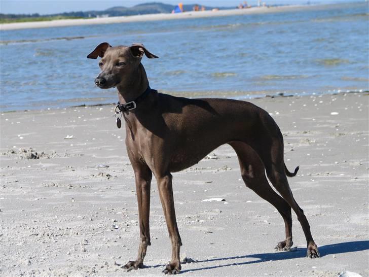 Italiensk mynde Cianna - En tur på stranden hyggeligt(: billede 3