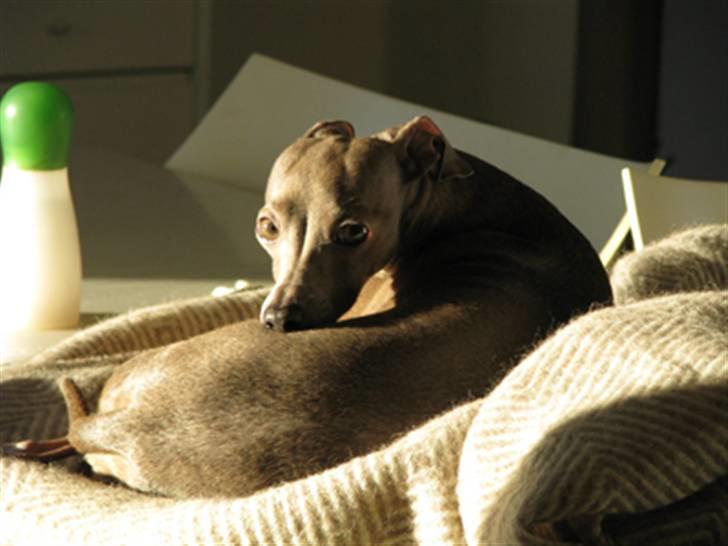 Italiensk mynde Cianna - i solen, på et bord;b billede 4