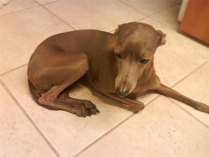 Italiensk mynde Cianna - Dejligt og ligge på det varme gulv billede 5