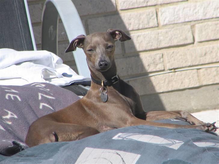 Italiensk mynde Cianna - Lækket og ligge på taressen i solen billede 6