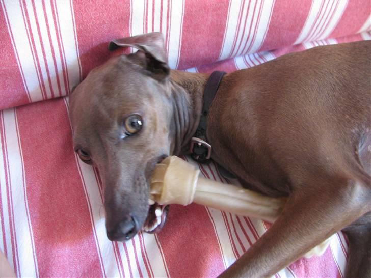 Italiensk mynde Cianna - Mit kødben billede 7