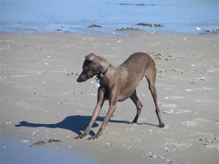 Italiensk mynde Cianna - Jeg elsker og lege i sandet billede 8