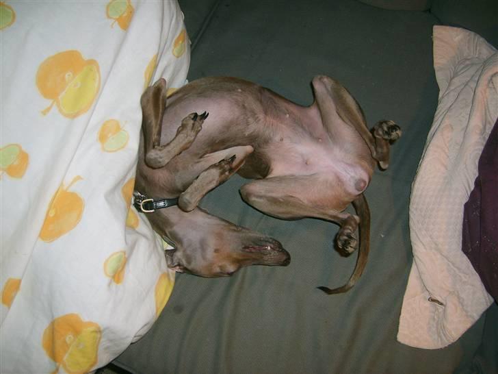 Italiensk mynde Cianna - Klø mig på maven(: billede 9