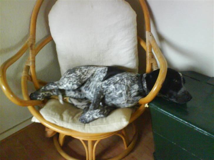 Blanding af racer Oskar - Den er vist ved at være lidt lille den stol. 4 mrd. billede 7