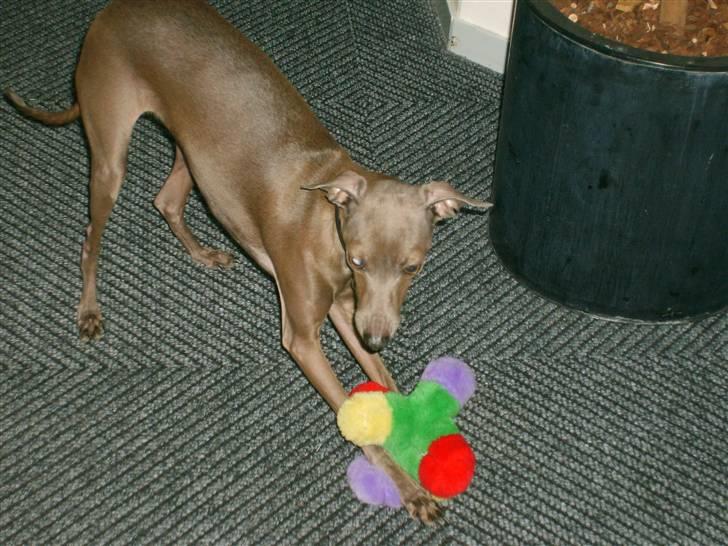 Italiensk mynde Cianna - Jeg er i københavn(; billede 10