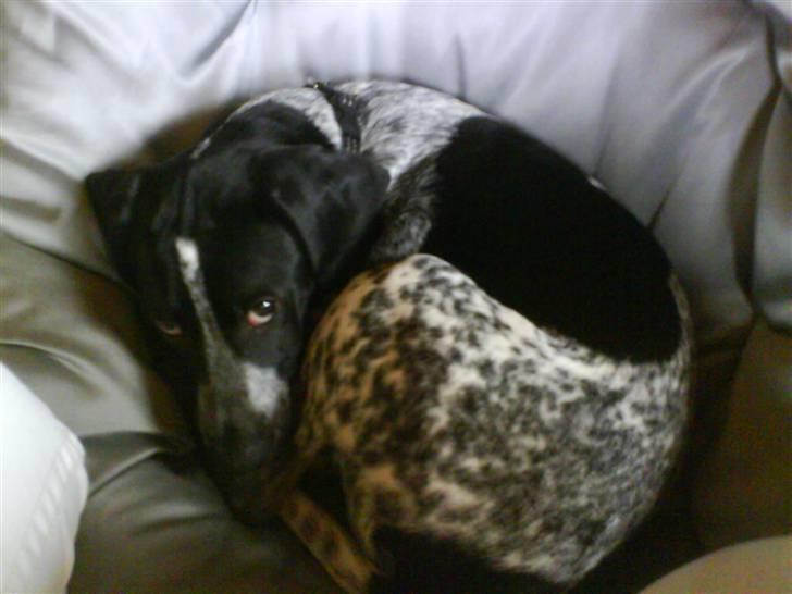 Blanding af racer Oskar - Lad mig nu sove i fred. 4 mrd. billede 8