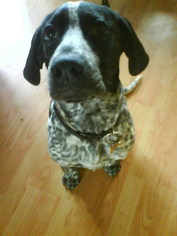 Blanding af racer Oskar - 5 mrd. Hvornår får jeg den godbid billede 9