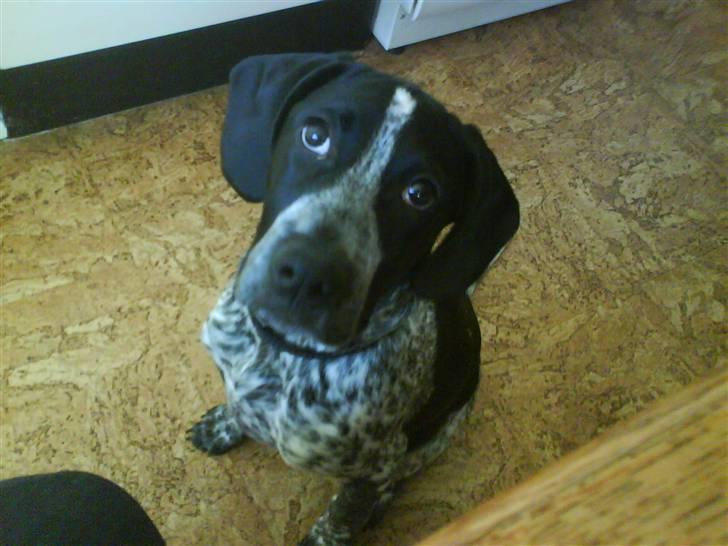 Blanding af racer Oskar - 5 mrd. Hva er det hun vil ha mig til billede 10