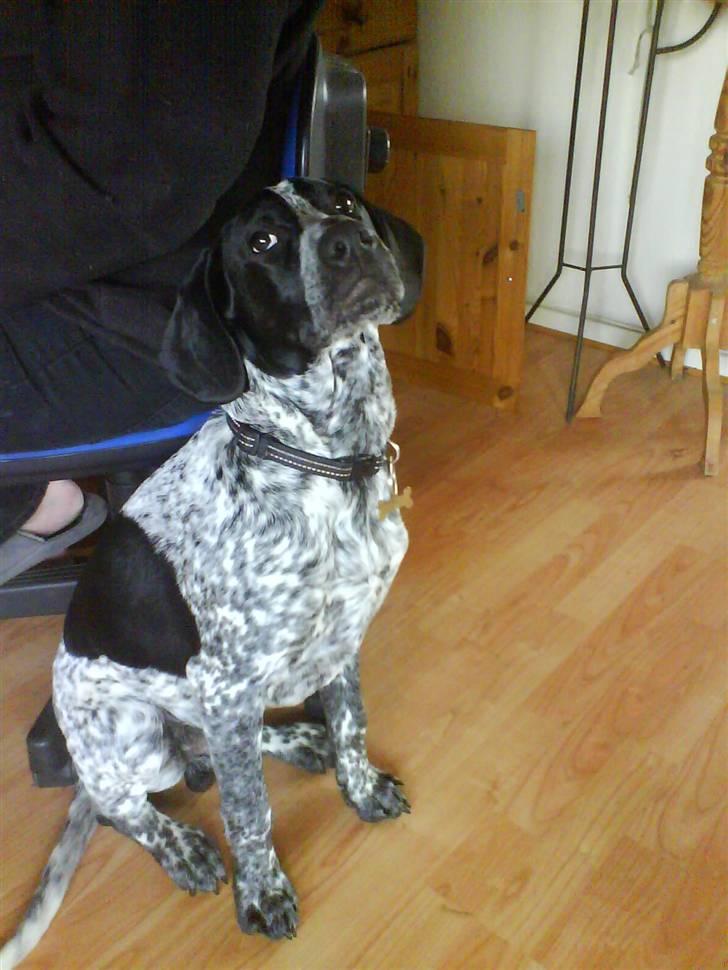 Blanding af racer Oskar - Nej. Jeg gider ikke lige nu 5 mrd. billede 11