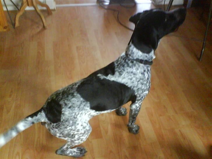 Blanding af racer Oskar - 5 mrd. Kom så med mit legetøj billede 12