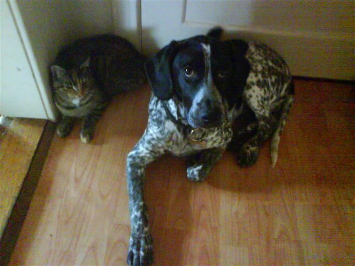 Blanding af racer Oskar - 5 mrd. Skal vi ikke snart ud..  billede 13