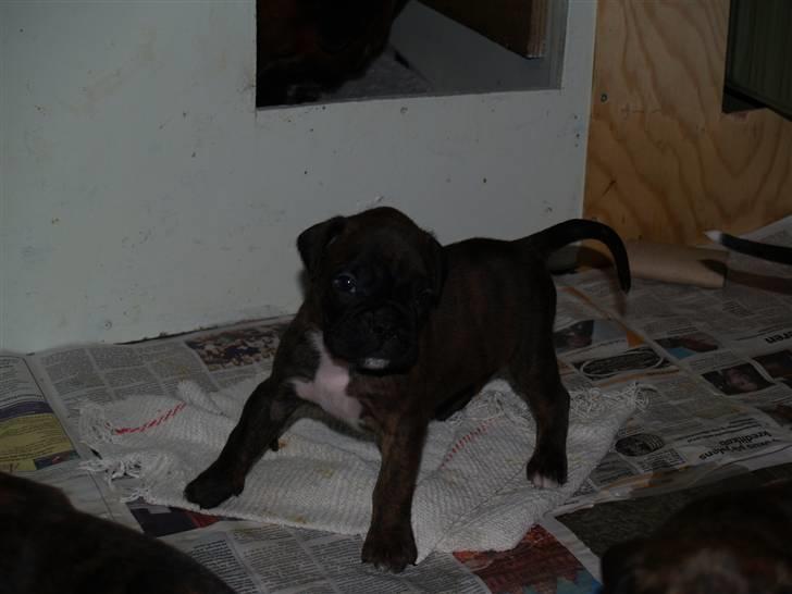 Boxer Aron II  (Hubert) billede 12